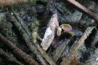 Epinotia solandriana