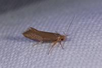 Crassa unitella