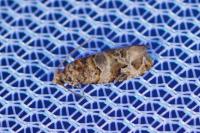 Lobesia botrana