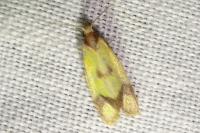 Agapeta zoegana