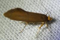 Crassa unitella