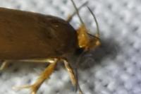 Crassa unitella