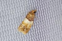 Epinotia festivana