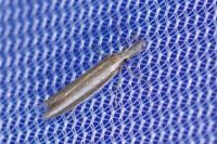 Pleurota aristella
