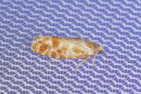Rhyacionia pinicolana