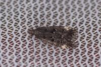 Dichomeris alacella