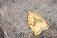 Acleris forsskaleana