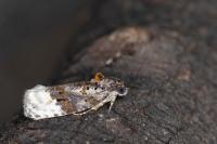 Apotomis betuletana