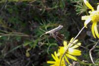Plutella xylostella