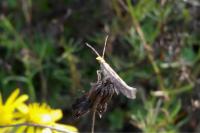Plutella xylostella