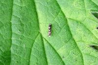 Parectopa robiniella