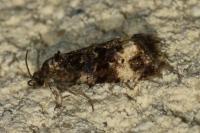 Endothenia
