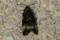 Endothenia