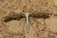 Emmelina monodactyla