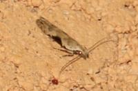 Hypatima rhomboidella