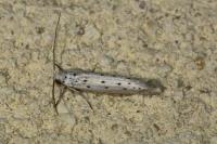 Yponomeuta