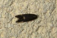 Oxypteryx atrella