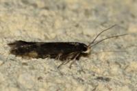 Oxypteryx atrella