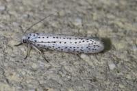 Yponomeuta evonymella