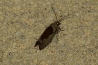 Epinotia solandriana