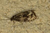 Celypha lacunana