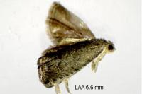 Cydia splendana