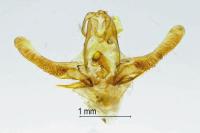 Eudemis profundana