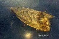 Cydia splendana