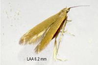 Coleophora flavipennella
