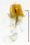 Coleophora flavipennella