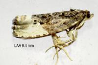 Hedya nubiferana