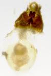 Hedya nubiferana