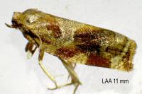Archips xylosteana