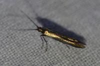 Coleophora