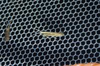Plutella xylostella