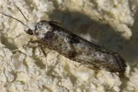 Paraswammerdamia