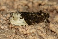 Hedya nubiferana