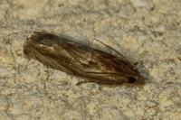 Eucosma gr. cana