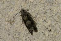 Zeiraphera isertana