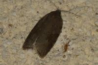 Acleris sparsana
