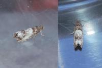 Notocelia rosaecolana