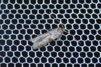 Blastobasis glandulella