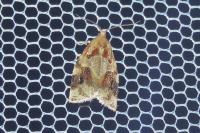 Archips xylosteana