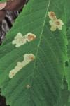 Cameraria ohridella