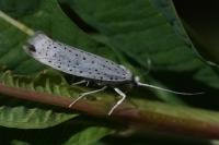 Yponomeuta evonymella