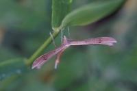 Stenoptilia