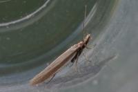 Pleurota