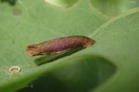 Coleophora lutipennella