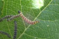 Yponomeuta malinellus