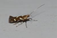 Calybites phasianipennella